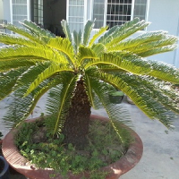 Nguyễn Anh Thương