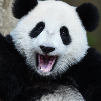 Lê Thị Nhã Đình 