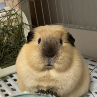 Đặng Thủy Tiên