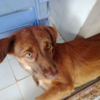 Nguyễn Thị Xuân Mai 